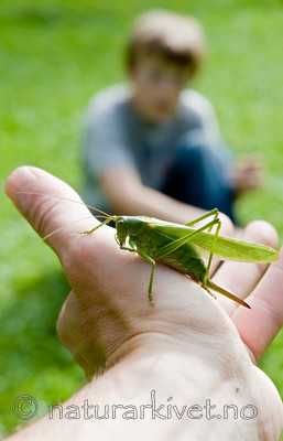 BB 10 0275 / Tettigonia viridissima / Grønn løvgresshoppe